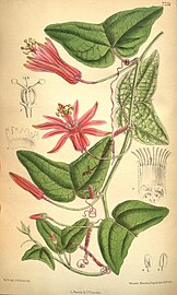 Passiflora sanguinolenta by Matilda Smith.jpg