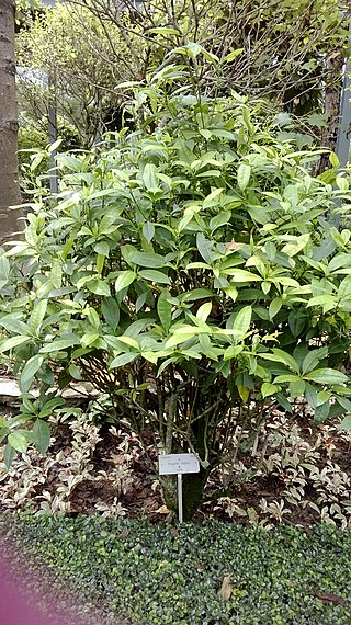 <i>Pavetta indica</i> Species of plant