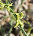 fruits, Lake Mead area, NV