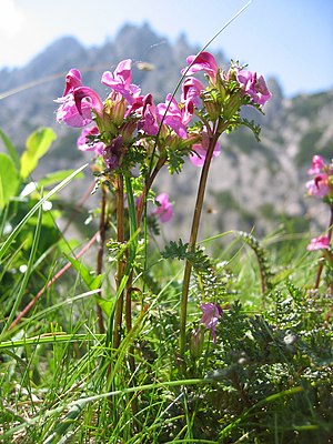 Head lice herb (Pedicularis rostratocapitata) in Upper Austria