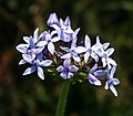 Pentanisia prunelloides subsp. latifolia