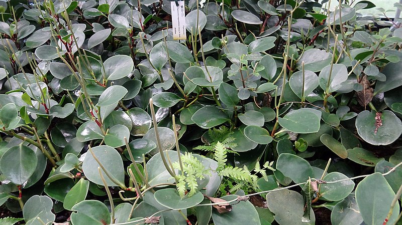 File:Peperomia magnoliifolia Parc floral de Paris.JPG