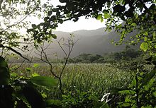 Small swamp at Grumari Pequeno pantano a grumari.jpg