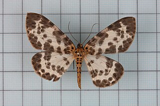 <i>Percnia luridaria</i> Species of moth