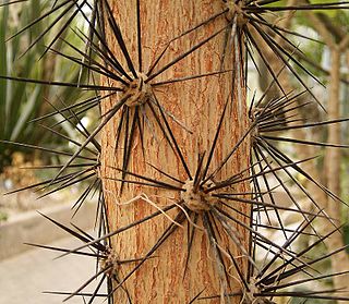 Areole Bumps on cacti out of which grow clusters of spines