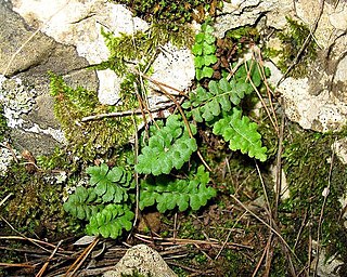 <i>Asplenium petrarchae</i> Species of fern in the family Aspleniaceae