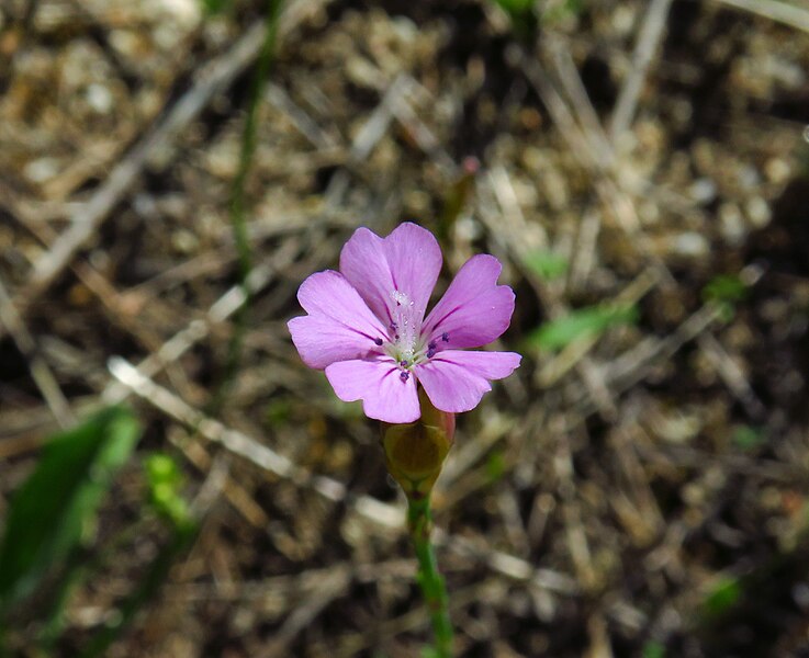 File:Petrorhagia nanteuilii 2601.jpg