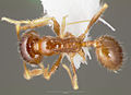 Pheidole paiute casent0005766 dorsal 1. jpg