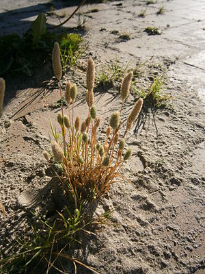 Sand timothy (Phleum arenarium)