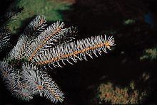 Untergattung Casicta Sektion Pungentes: Blau-Fichte (Picea pungens)