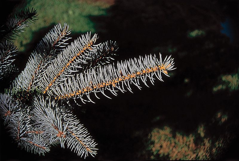 File:Picea pungens branch.jpg