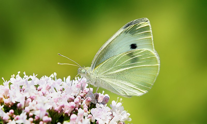 File:Pieris rapae total Richard Bartz.jpg