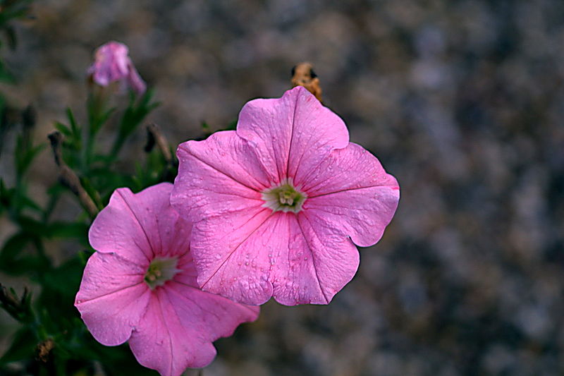 File:Pink petunia.jpeg