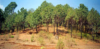 Дженьыт гижӧм Pinus caribaea понда