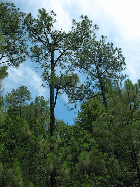 File:Pinus devoniana forest.jpg