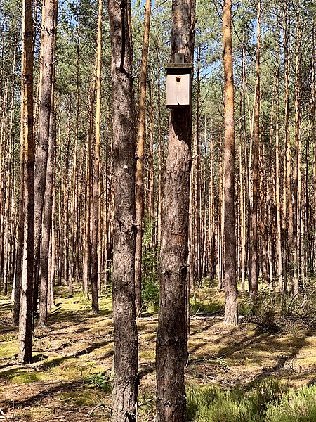 File:Pinus sylvestris forest in Mielec, Subcarpathian Voivodeship, Poland, 2019, 04.jpg