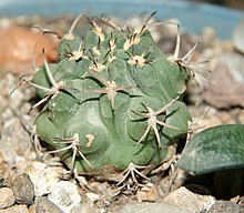 O'simlik-Gymnocalycium-Sierra Medina.jpg