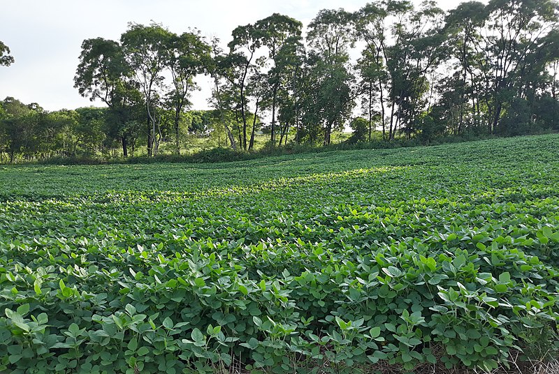 File:Plantação de Soja em Novo Barreiro.jpg