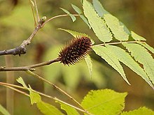 Platycarya strobilacea1.jpg 