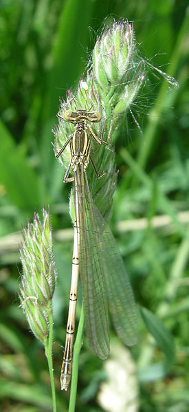 File:Platycnemis pennipes (3).jpg