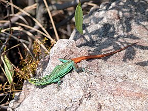 Beskrivelse av bildet Platysaurus orientalis.jpg.