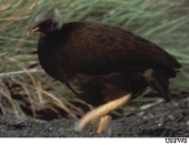 Galliformes: Descrizione, Biologia, Tassonomia