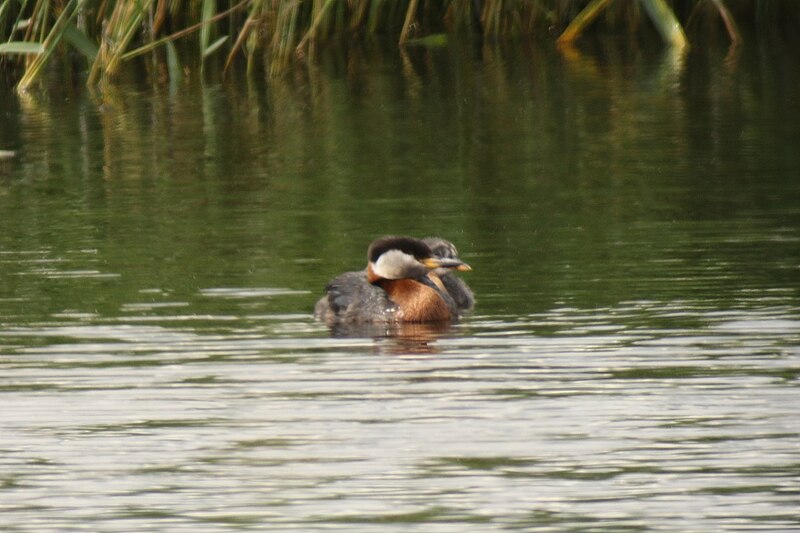 File:Podiceps grisegena (34969653364).jpg