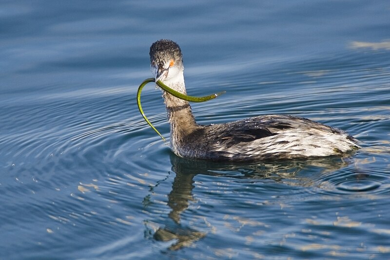 File:Podiceps nigricollis captures and swallows a a large cold-water pipefish in Morro Bay, CA.jpg