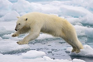 Un ours polaire (Ursus maritimus) bondissant entre deux blocs de glace de la banquise fondante, sur l'île de Spitzberg, dans l'archipel norvégien de Svalbard. (définition réelle 1 920 × 1 280)