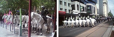 Police greys, Adelaide.jpg