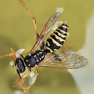 Polistes dominulaPolistes dominula.jpg