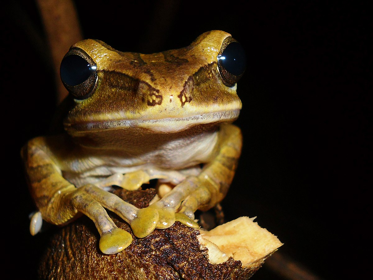 Katak pohon bergaris Wikipedia bahasa Indonesia 