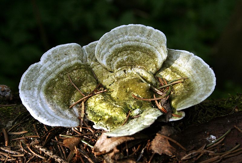 File:Polyporaceae pl.jpg