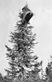 Porcupine at the top of evergreen tree, west of Takotna, Alaska, September 1914 (AL+CA 3930).jpg