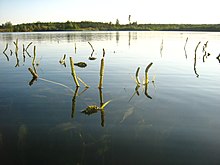 Shining pondweed flowering in a lake in Vorpommern (Western Pomerania), Germany. Potamogeton-lucens-05-08-2009-064.jpg