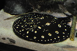 Potamotrygon national aquarium.jpg