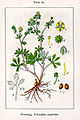 Potentilla argentea plate 31