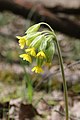 Primula veris inflorescence