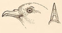 Illustration of the features of the fairy prion's head and beak, 1888 Prion turtur, Soland. Dove-Petrel. "Whiroia.".jpg