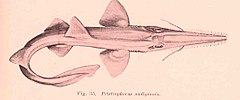 Pristiophorus nudipinnis.jpg