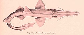 Kuvan kuvaus Pristiophorus nudipinnis.jpg.