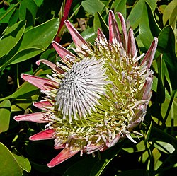 Kongeprotea (Protea cynaroides)