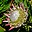 Protea cynaroides 3.jpg
