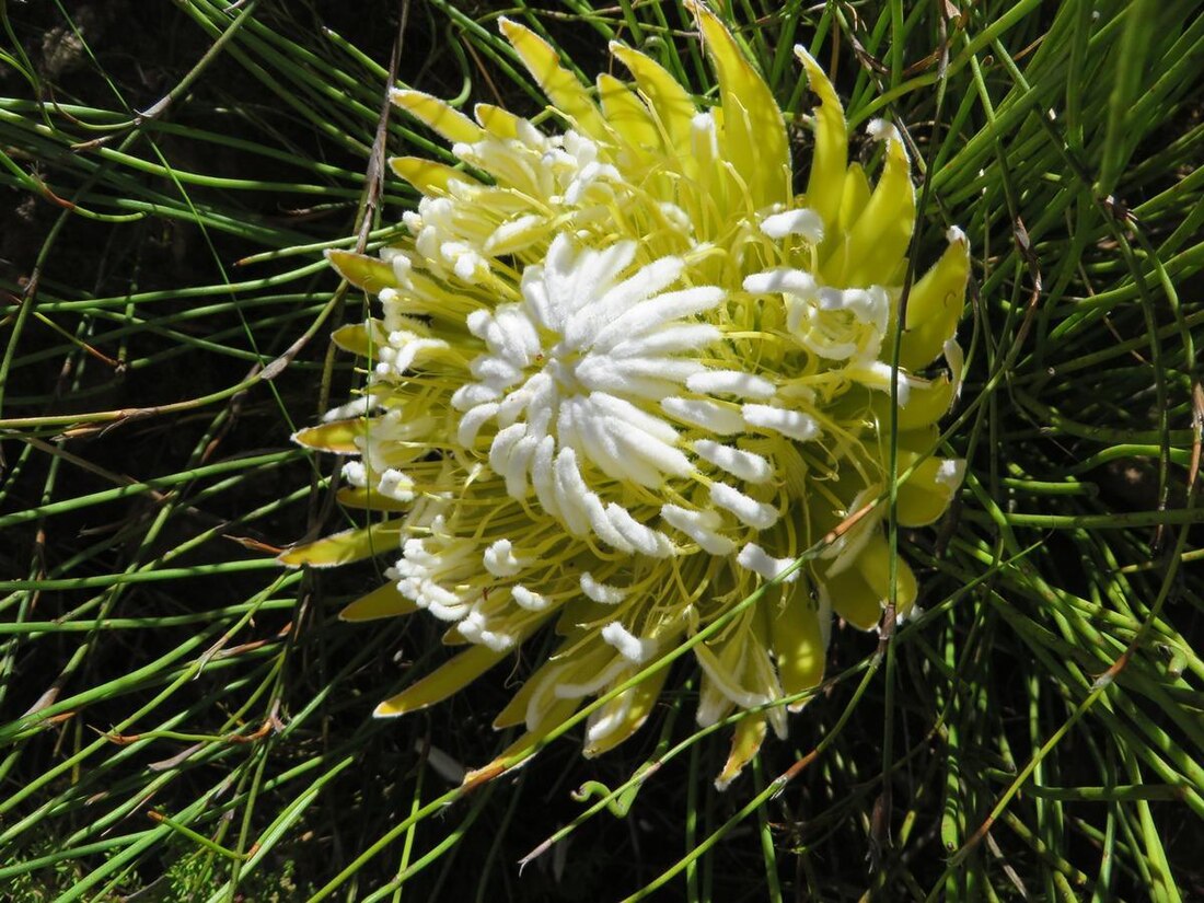 Protea lorea