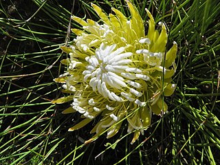 <i>Protea lorea</i> Species of flowering plant in the family Proteaceae