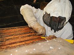 Primer l'apicultor treu els marcs del rusc