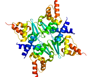 <span class="mw-page-title-main">ZBTB17</span> Protein-coding gene in the species Homo sapiens