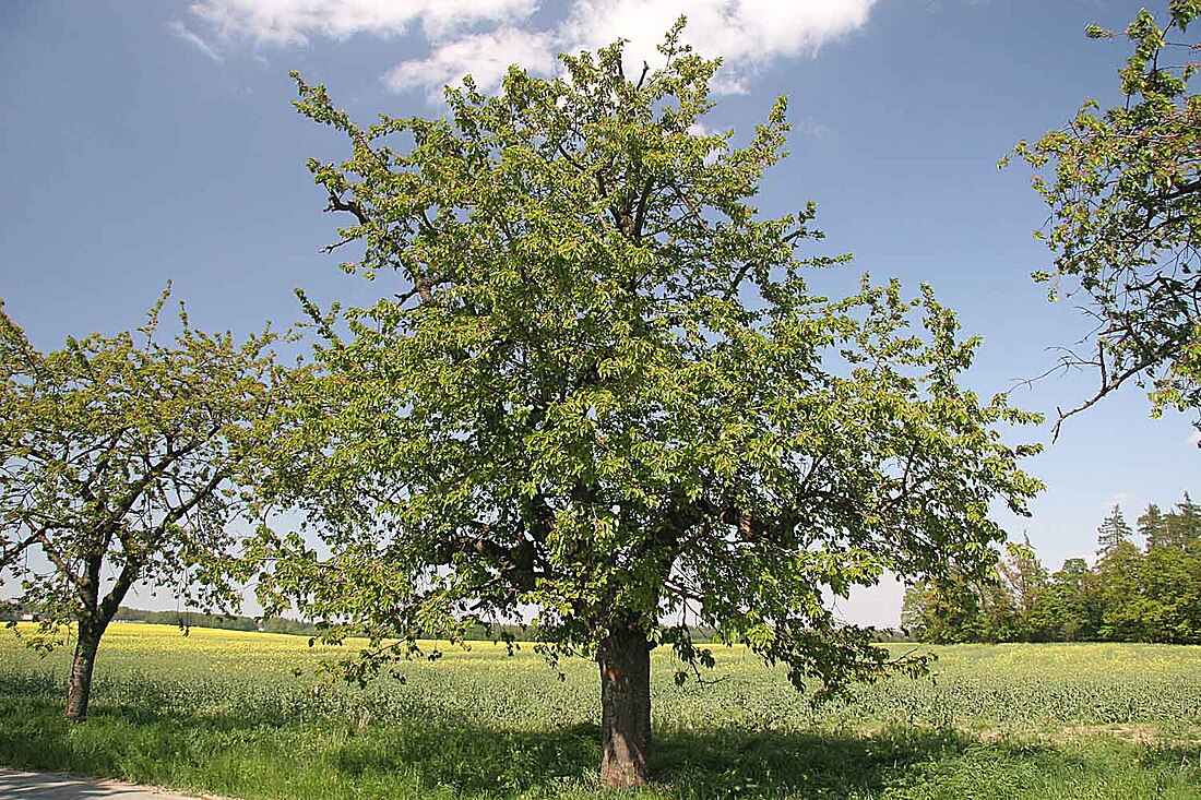 Prunus avium