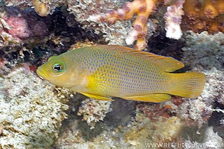 <i>Pseudochromis fuscus</i> Species of fish