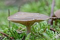 * Nomination Goblet funnel cap (Pseudoclitocybe cyathiformis), Hartelholz, Munich, Germany --Poco a poco 18:45, 9 December 2020 (UTC) * Decline Insufficient quality. I'm afraid focus stacking didn't work and there is some noise --Moroder 03:48, 18 December 2020 (UTC)